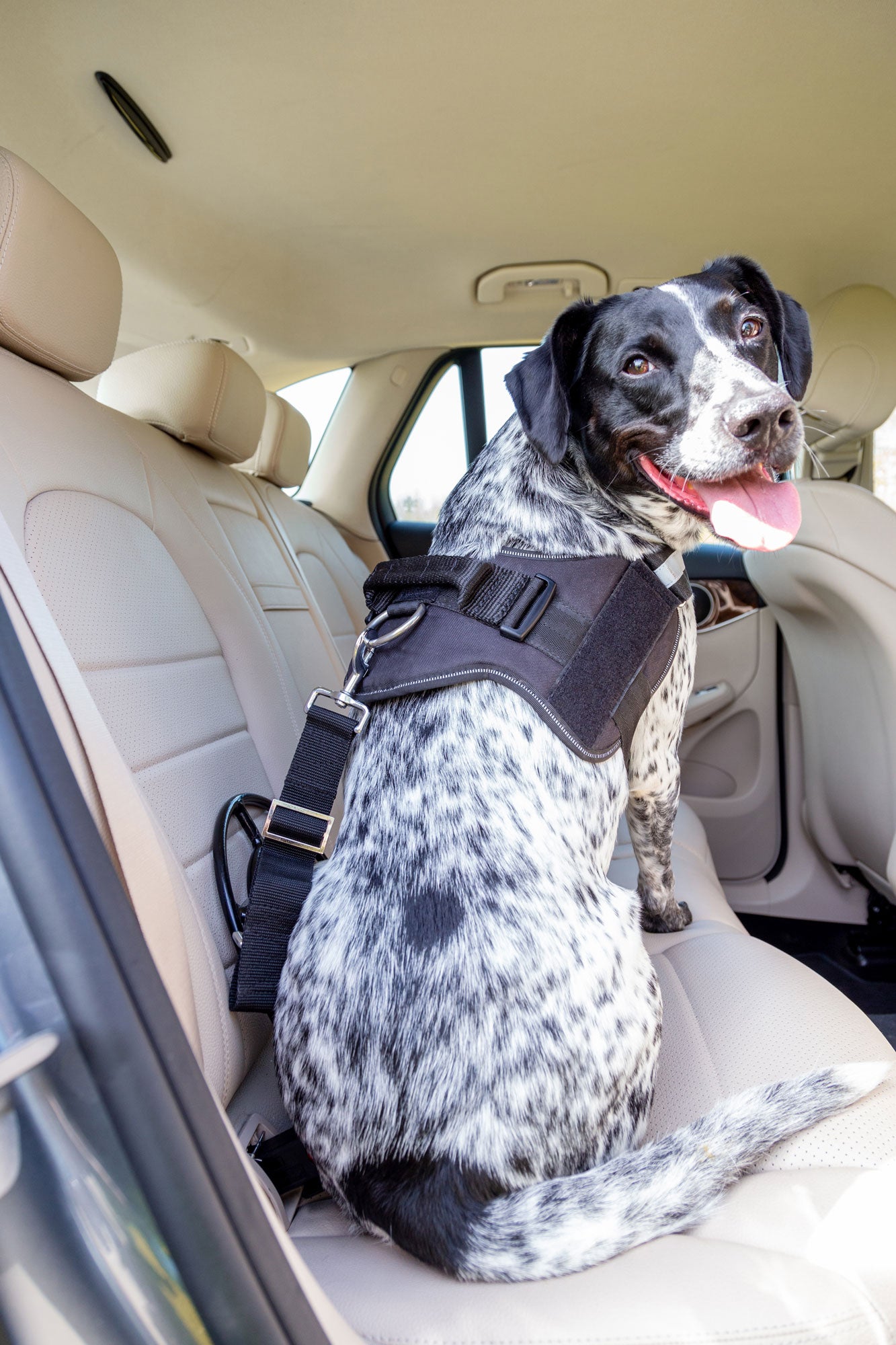 SIT! Up Safe Dog Restraint