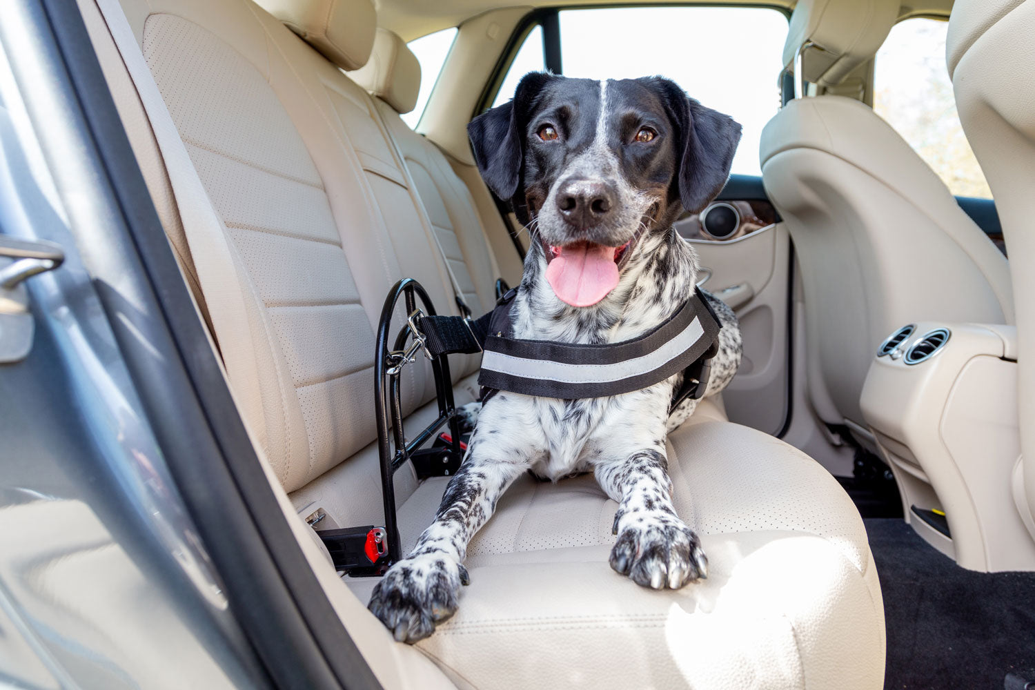 SIT! Up Safe Dog Restraint